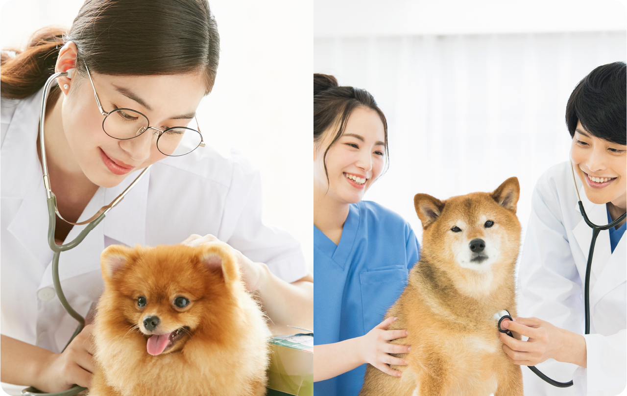 犬・猫・うさぎの診療/予防接種、各種手術/フェレット・ハムスター・モルモットなどの対応