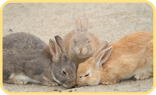 うさぎは病気の症状を隠す傾向があるため、早期発見と適切な治療が重要